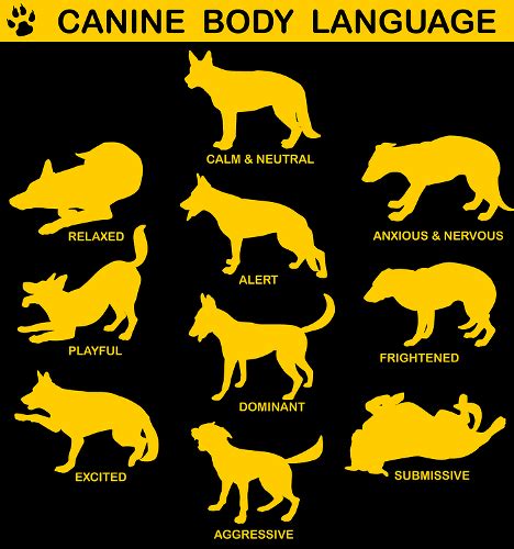 How To Interpret Your Dogs Body Language Dog Body Language Dog Care