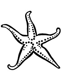 Dibujos de estrellas navideã±as para niã±os. Dibujos para colorear de estrellas de mar