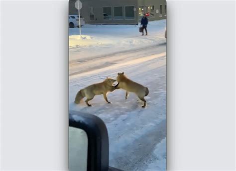 Two Foxes Hold Up Traffic In Downtown Yellowknife Cbcca
