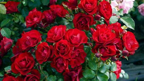 Treloar Roses Dominate Rose Trial Garden Awards Horticultural Media