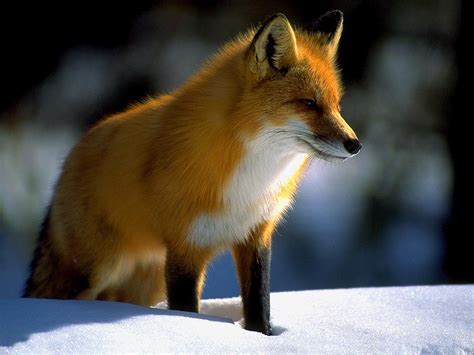 Red Fox Wallpaper And Backgrounds 1024 X 768