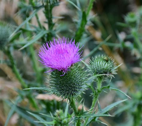 Thistle Silybum Plant Noxious Weed Picture Image 100383905