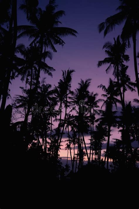 Silhouette Of Palm Trees On A Tropical Beach With A Purple Twilight Sky