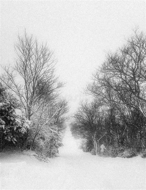 Winter Road Landscape With Snow Covered Trees Stock Photo Image Of
