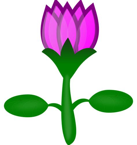 Gambar Bunga Tulip Png Free Download Free Transparent