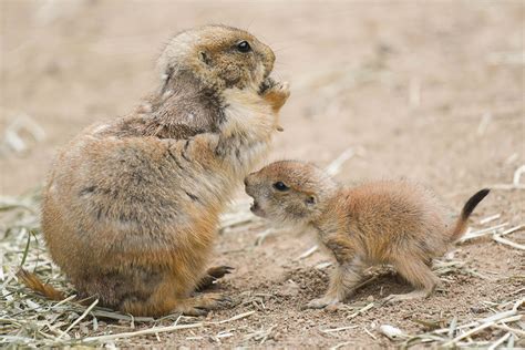 Prairie Dog Pups Pop Up At The Maryland Zoo Just In Time For Mothers