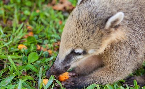 An omnivorous diet also appears to increase the risk of abdominal fat, higher bmi , obesity , unhealthy stools, and accelerated aging. 10 Animals That Are Omnivores - WorldAtlas