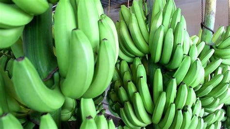 The Banana Fascinating History Uncertain Future Food Programme