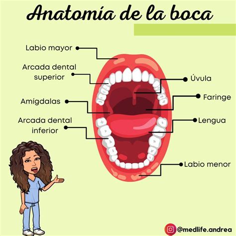 An Illustrated Diagram Of The Anatomy Of A Womans Mouth And Its Major
