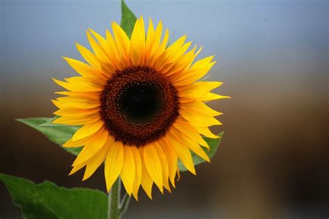Sun Flower Fotografía De Girasol Cuadros De Girasoles Fotos Girasoles