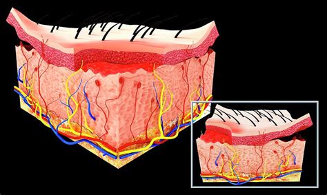 Human Skin Anatomy Photograph By Pixologicstudioscience Photo Library