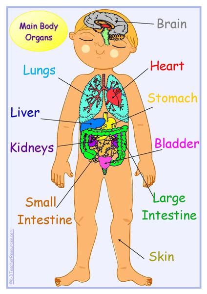 Human Body Picture Outline And Organs