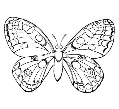Free butterflies color pages, need printable coloring pages? Beautiful Butterfly Insect Coloring Page : Coloring Sky