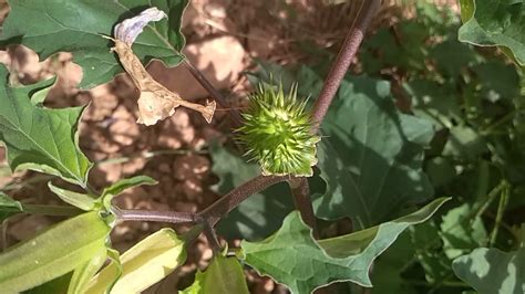 Burundanga hakkında çok fazla yazı yazılmaya başlandı. Semillas de burundanga - YouTube