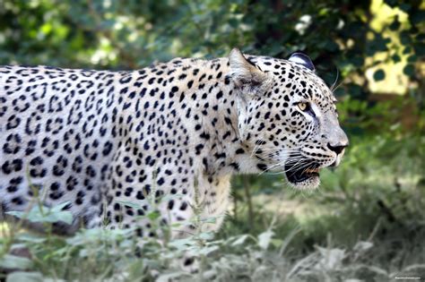 Leopard | Animals Wiki | FANDOM powered by Wikia