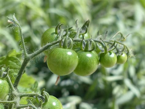 Why Are My Tomatoes Not Ripening Deep Green Permaculture
