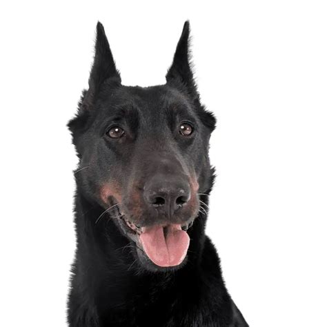 15 Black Dogs With Pointy Ears Breed About And Pictures Dog Friendly