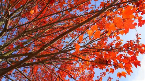 Maple Trees With Red Leaves Against Blue Sky Stock Photo Image Of