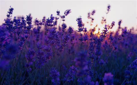 Aesthetic flower desktop wallpaper hd. nature, Flowers, Landscape, Lavender, Purple Flowers ...