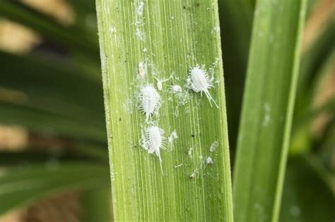 What Are These White Tiny Bugs On Plants In My Garden Food Gardening