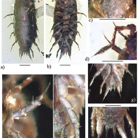 Archeostenoniscus Robustus Gen Nov Sp Nov ♀ Adult Holotype