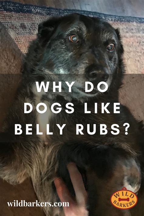 Why Do Dogs Like Belly Rubs Animal Help Dogs Belly