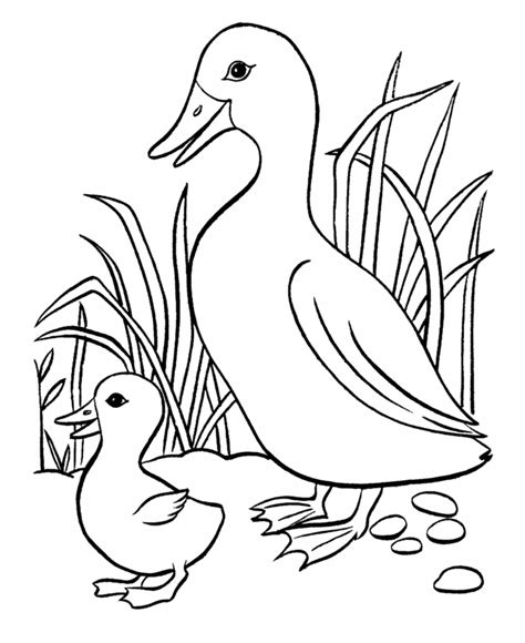 Baby Duck Coloring Pages Coloring Home