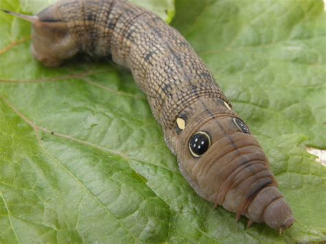 Vine Hawkmoth Hornworm From Madeira Islands Whats That Bug