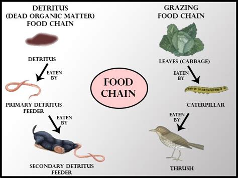 We did not find results for: In a terrestrial food chain which of the following class ...