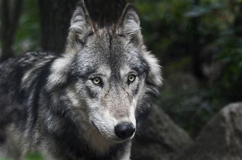 Gray Wolf Population In Peril Unless Biden Restores Endangered Species