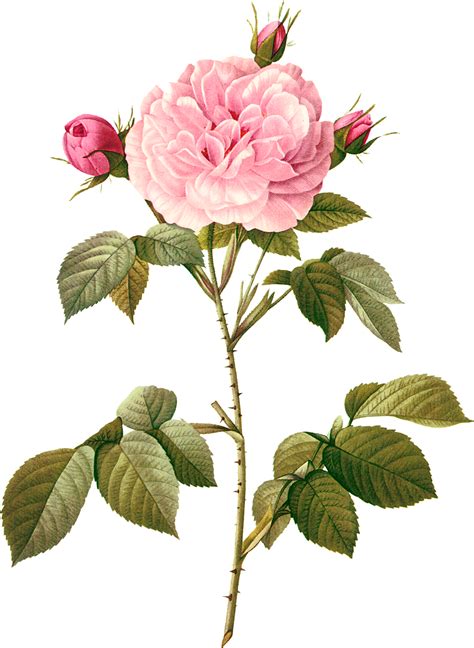 Historical & vintage floral & botanical canvas wall art prints. Pin on Rózsa