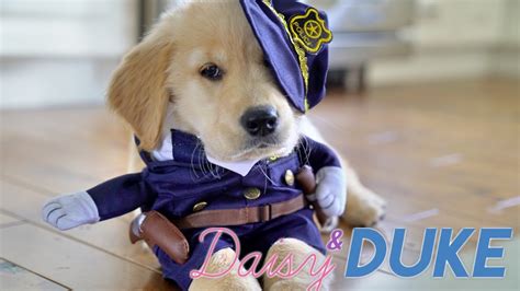 Golden Retriever Police Officer Daisy And Duke Days 16 17 Youtube