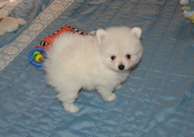 Super cute and ready for adoption just in time for christmas. pure white pomeranian puppies for adoption Chesterfield ...
