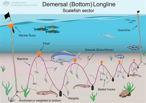 Longlining Australian Fisheries Management Authority