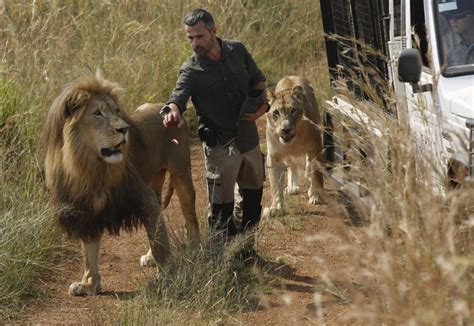 South Africas ‘lion Whisperer Gets Up Close With Big Cats The Columbian