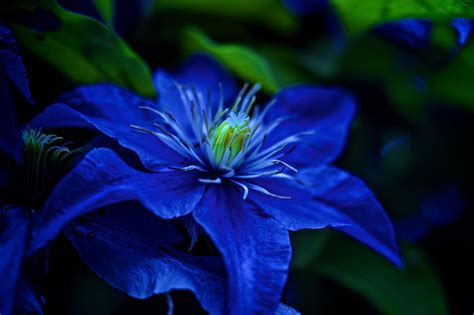 Blue Flowers Phone Desktop Wallpapers Pictures Photos
