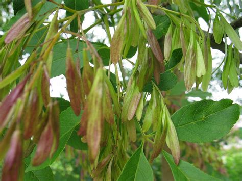 Fraxinus Ornus Manna Ash Flowering Ash Dutch Treeguide At Bomengids