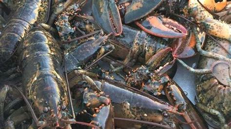 Fisheries Officers Seize 100 Crates Of Lobster From Seafood Distributor