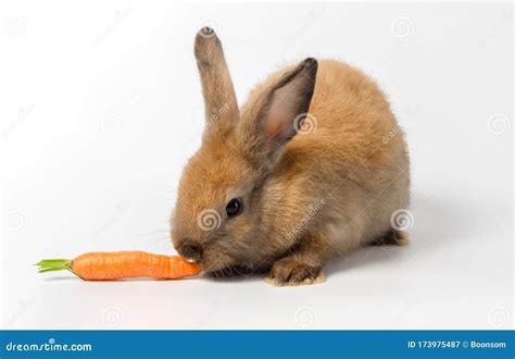 Brown Baby Rabbit Eating Carrot On White Background Stock Image Image