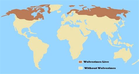 Where Do Wolverines Live Facts About The Gulogulo