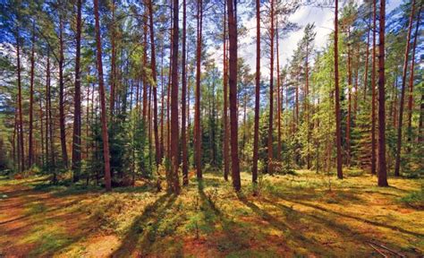 Dvinsko Pinezhsky Nature Reserve Established In Arkhangelsk Region Of