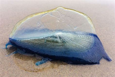 Jellyfish Like Creatures To Wash Up On California Beaches By The Millions