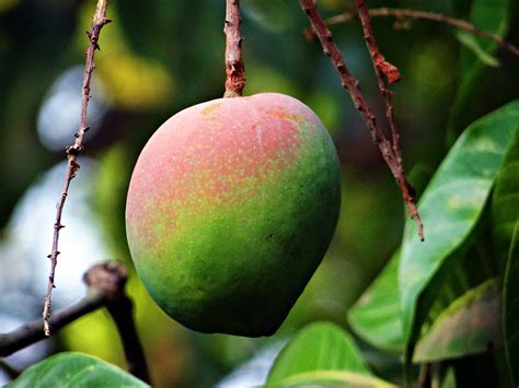 Mango Mangifera Indica Apie Prinok Tropiniai Vaisiai Mango Medis