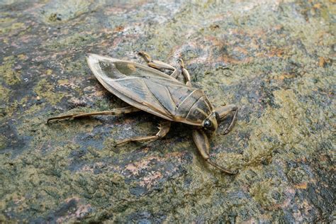 Meet The Giant Water Bug Cottage Life