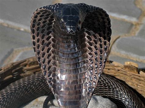 Black Cobra Wildlife Photos