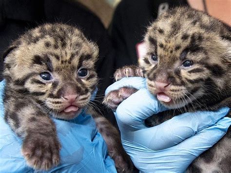 Zoo Miami Shows Off Rare Clouded Leopard Kittens Express And Star