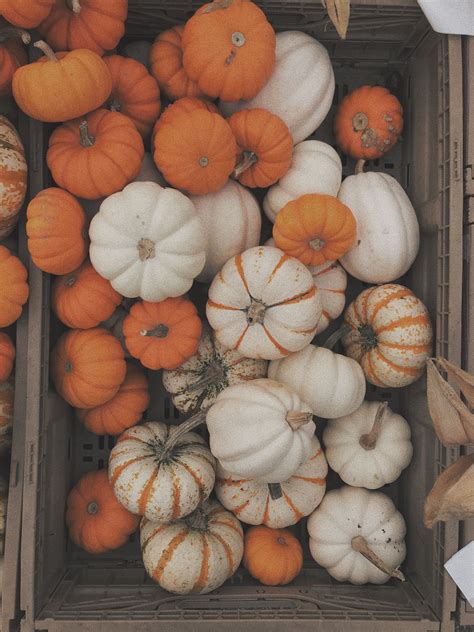 Mini Pumpkins Are The Best Pumpkins 🎃 Pumpkin Astethic Autumn Theme