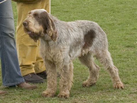 Spinone Italiano Dog Breed History And Some Interesting Facts