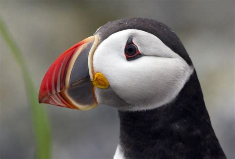 Puffins Flock To Maine Islands The Columbian