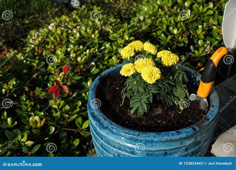 Marigolds Freshly Planted In A Bright Blue Pot Stock Image Image Of